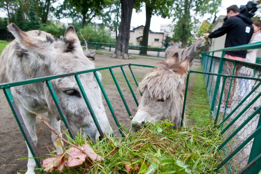 Antonina i Napoleon ze zoo w Poznaniu nie będą karane za miłość