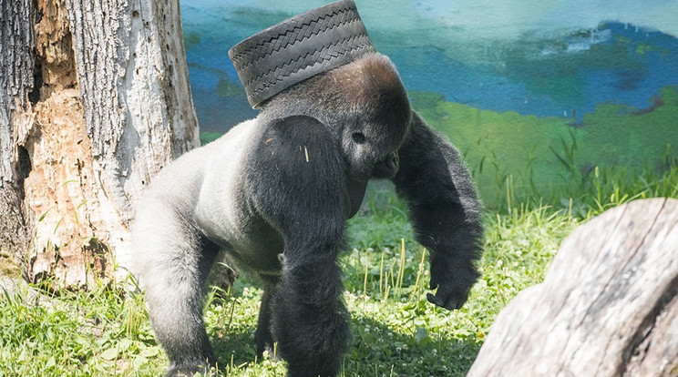 A gorilla kitalálta, jobb, ha a fején van a gumi, mert akkor marad két szabad keze is
