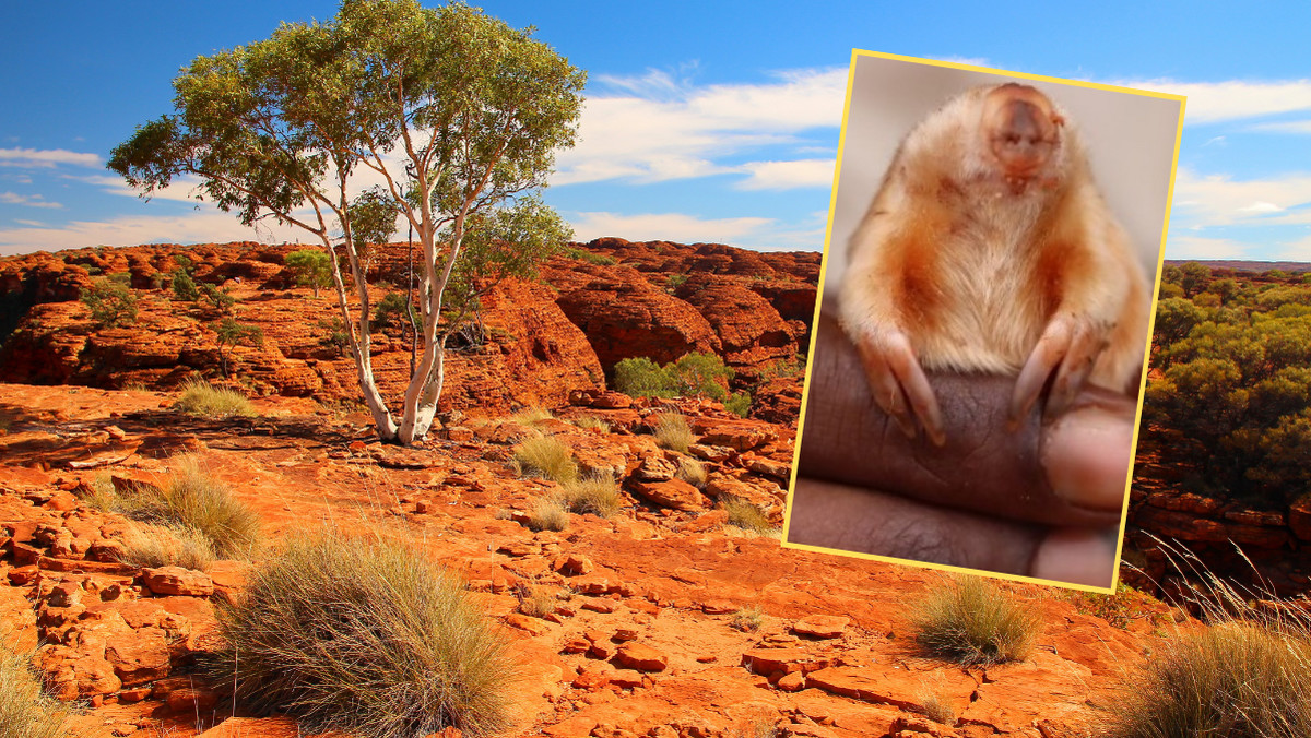 Niezwykłe zwierzę z głębin piasku. Przyrodnicza sensacja z Australii