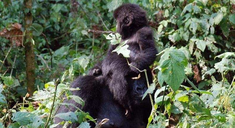 Threatened with extinction, some of the world's last remaining mountain gorillas live on either side of the border between Rwanda and DR Congo, as well as in Uganda