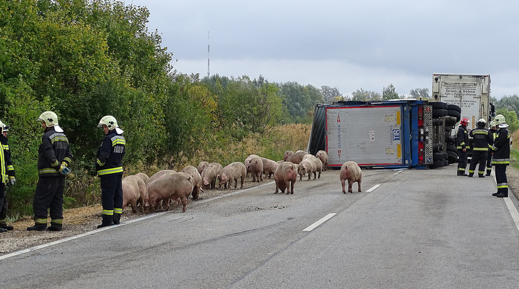 Sertéseket szállító teherautó borult fel Szentesnél / Fotó: MTI Donka Ferenc