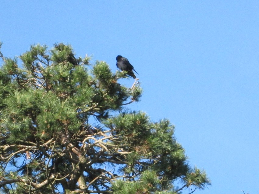 Dobro pogledajte ka drveću...