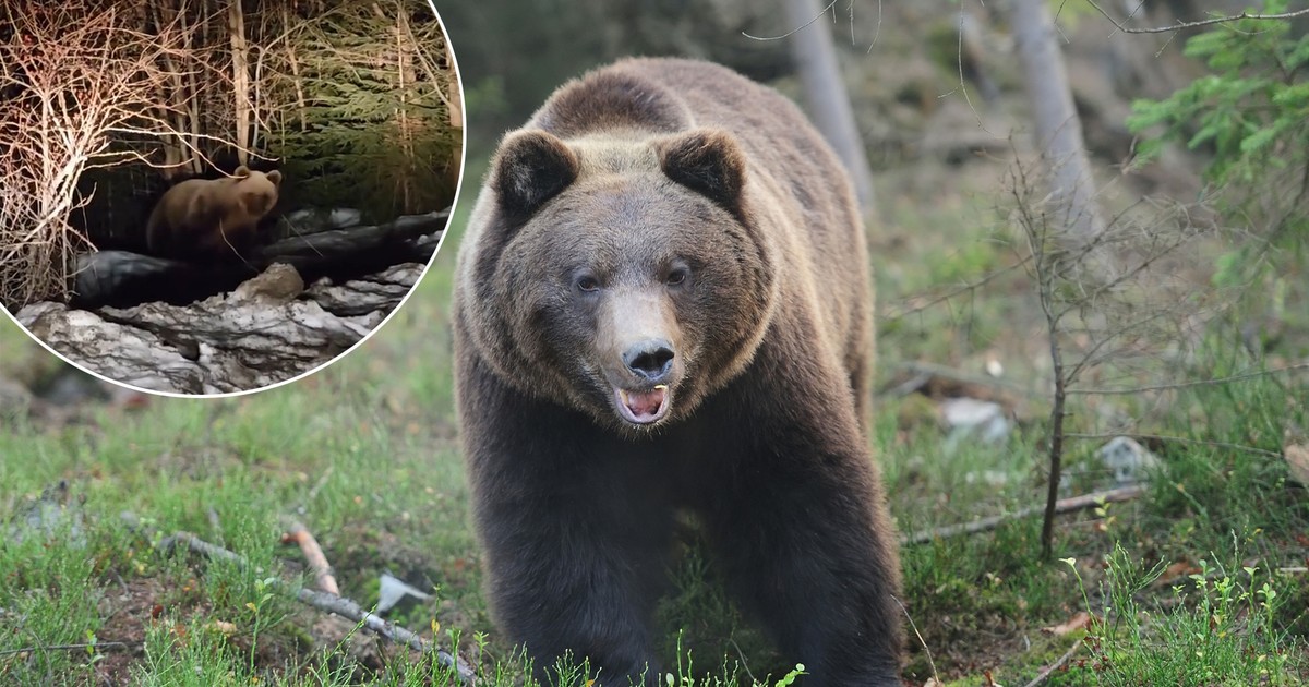 Niedźwiedź w Murzasichle: Spotkanie w mroku tatrzańskiej nocy