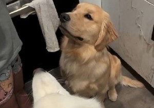 Zlatni retriver i samojed mirišu meso