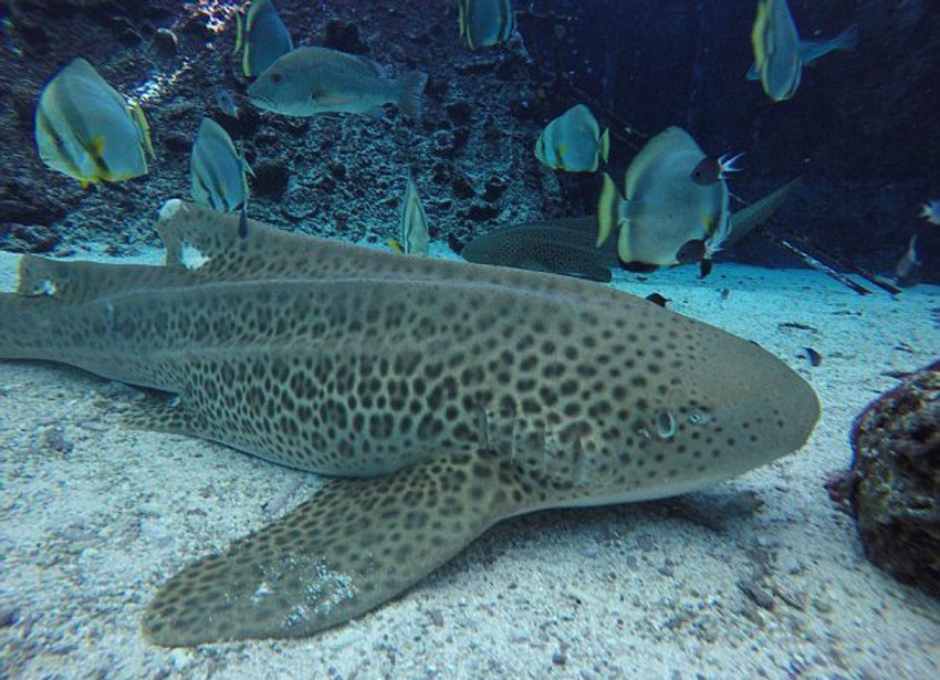 Leopard ajkula Leoni