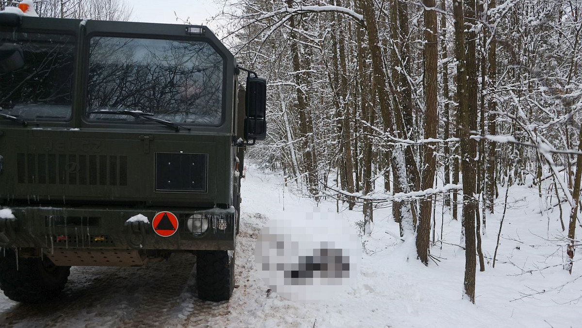 Wojskowa ciężarówka zabiła dwa żubry w Puszczy Białowieskiej