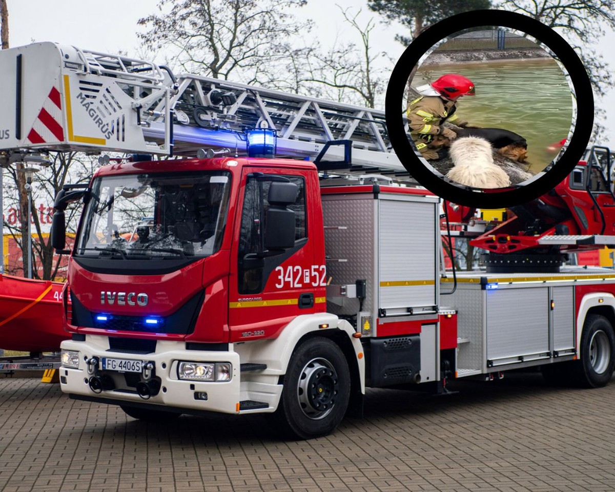 Bohaterski pies ratuje tonącego przyjaciela