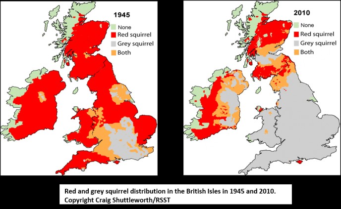 W nieco ponad pół wieku wiewiórka szara wyparła kompletnie wiewiórkę pospolitą z większości terytorium Zjednoczonego Królestwa. Obszar występowania tego gatunku zaznaczony jest na szaro; na czerwono - obszar występowania wiewiórki pospolitej. Na pomarańczowo - gdzie oba gatunki współwystępują. Na zielono - gdzie nie występuje żaden.