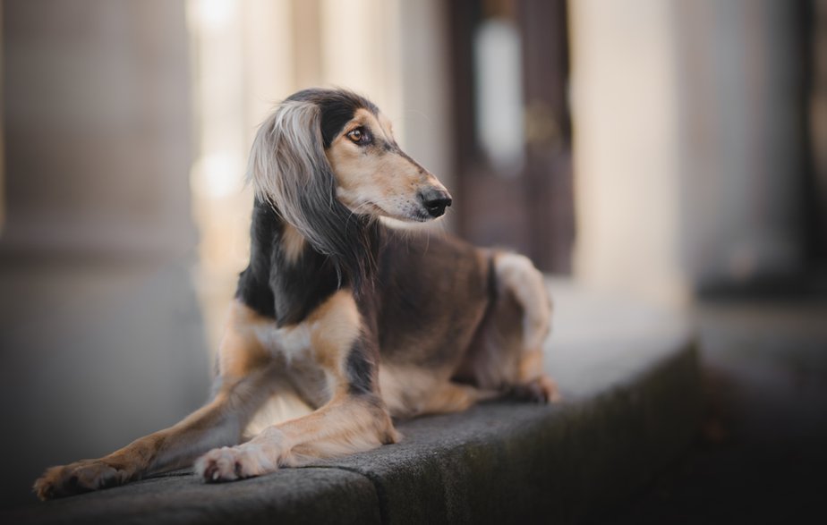 Saluki