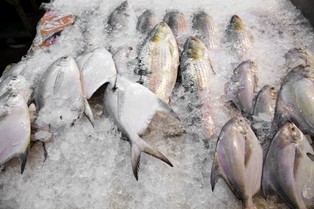 Właściciele firm połowowych protestują po problemach z eksportem ryb do UE