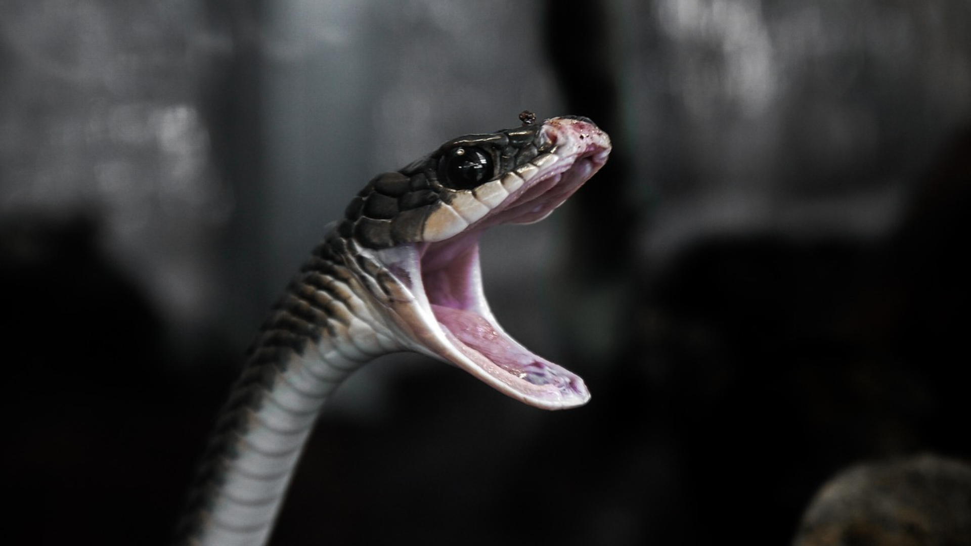 К чему снится много кусающих змей