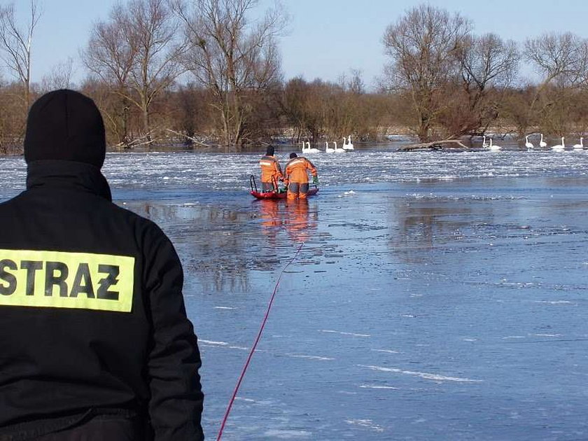 Tak strażacy ratują łabędzie. Dużo zdjęć!