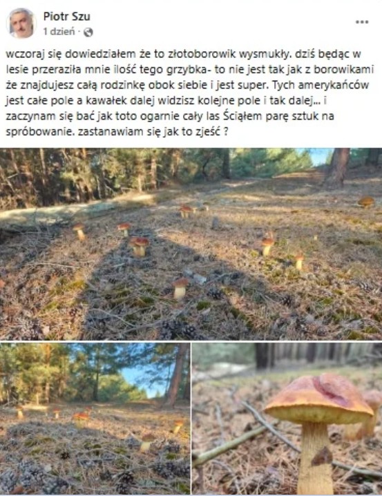 O swoim spotkaniu z tym nowym gatunkiem grzybów opowiedział na grupie fungi.pl pan Piotr