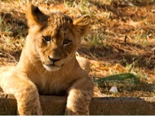 by Ken_from_MD lew młody lew zwierzę zoo