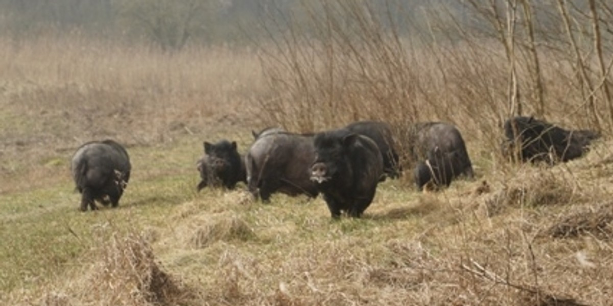 Świnie wietnamskie grasują w Dopiewie