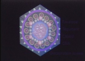 herpesvirus-280x200-d00000871fdf5a4a3a30e