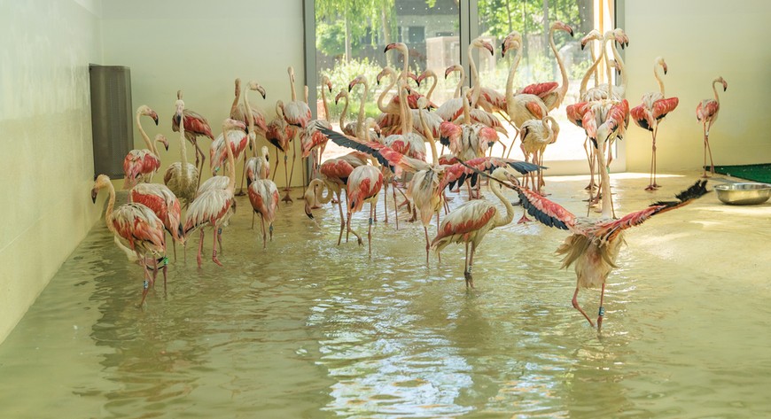 Flamingi mają nowy dom
