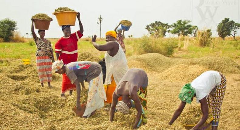 Nigeria to begin rice export as RIFAN signs MoU with a rice company.  [Amiloaded]