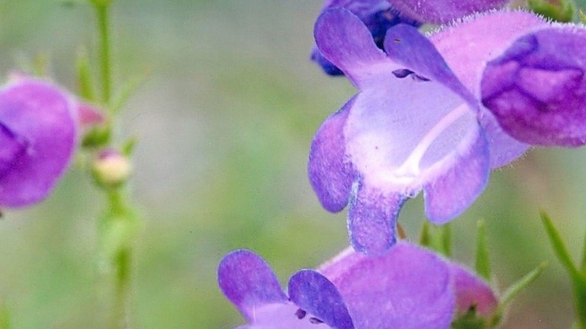 BBC | Foto: The World Garden