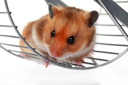 Brytyjskie media: handlujący kryptowalutami chomik zarobił więcej od profesjonalnych inwestorów