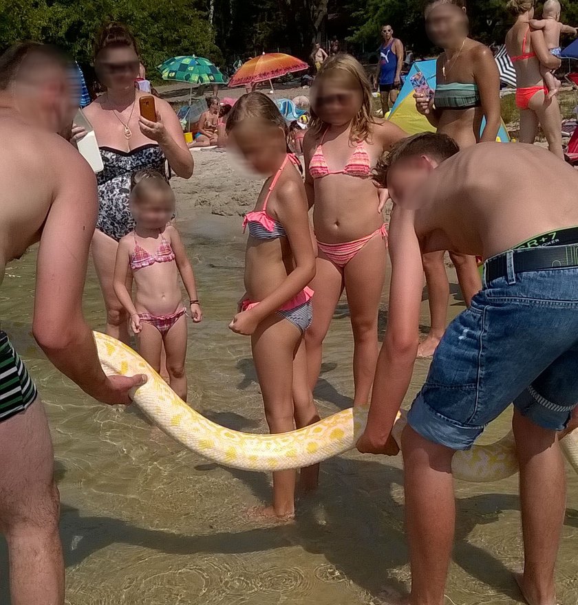 Pyton na plaży