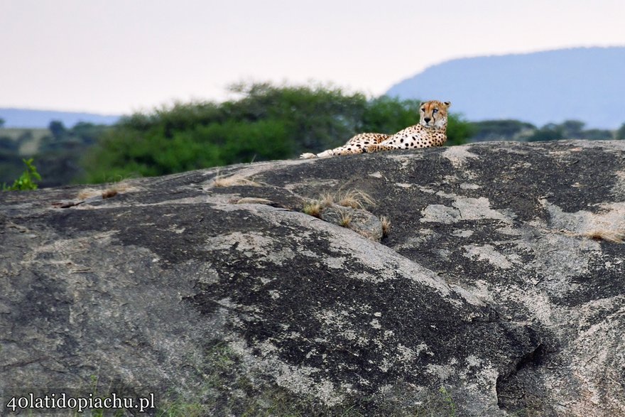 Park Narodowy Serengeti, Tanzania 2021