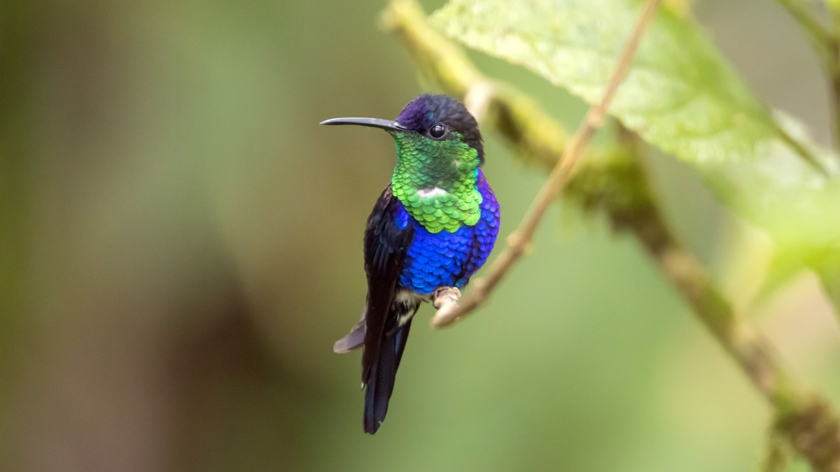 Kolibri