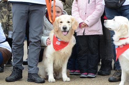 Psy z Golden Retriever WOŚP w Poznaniu podczas 31. Finału WOŚP fot. Codzienny Poznań