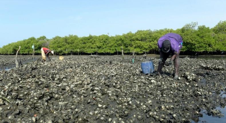 Farmers collect oysters from Joal mangrove in western Senegal