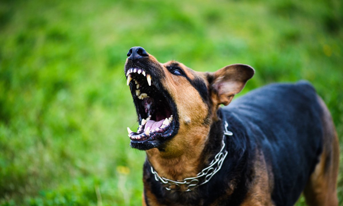 Zaatakował cię agresywny pies? Użyj tej krótkiej komendy