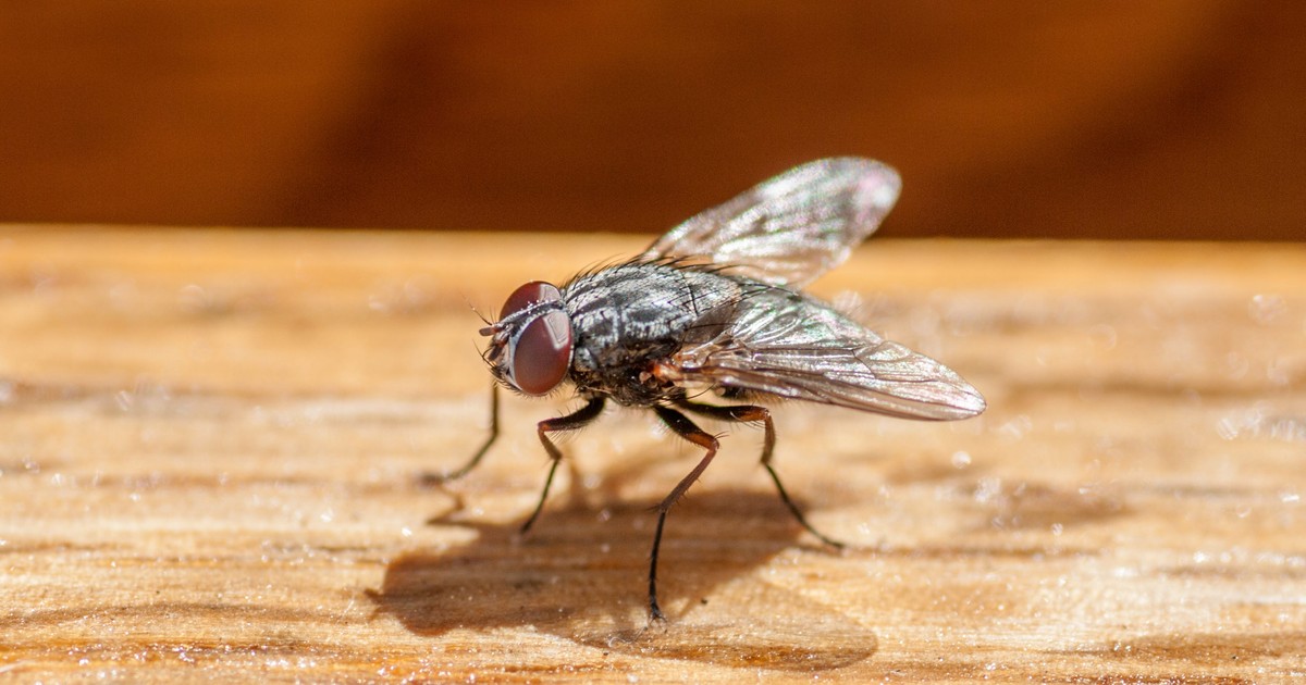A fully-intact fly was found inside a man's colon during a routine ...