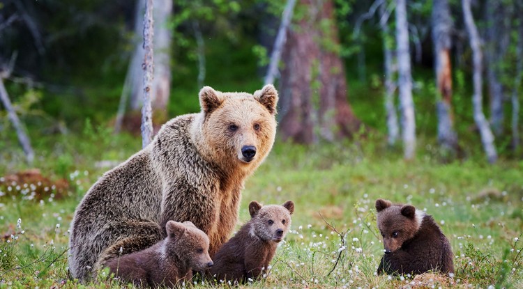 még a grizzly medvéket is