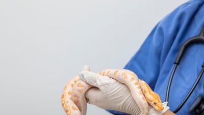 A stock image shows a doctor holding a snake.iStock/Getty Images