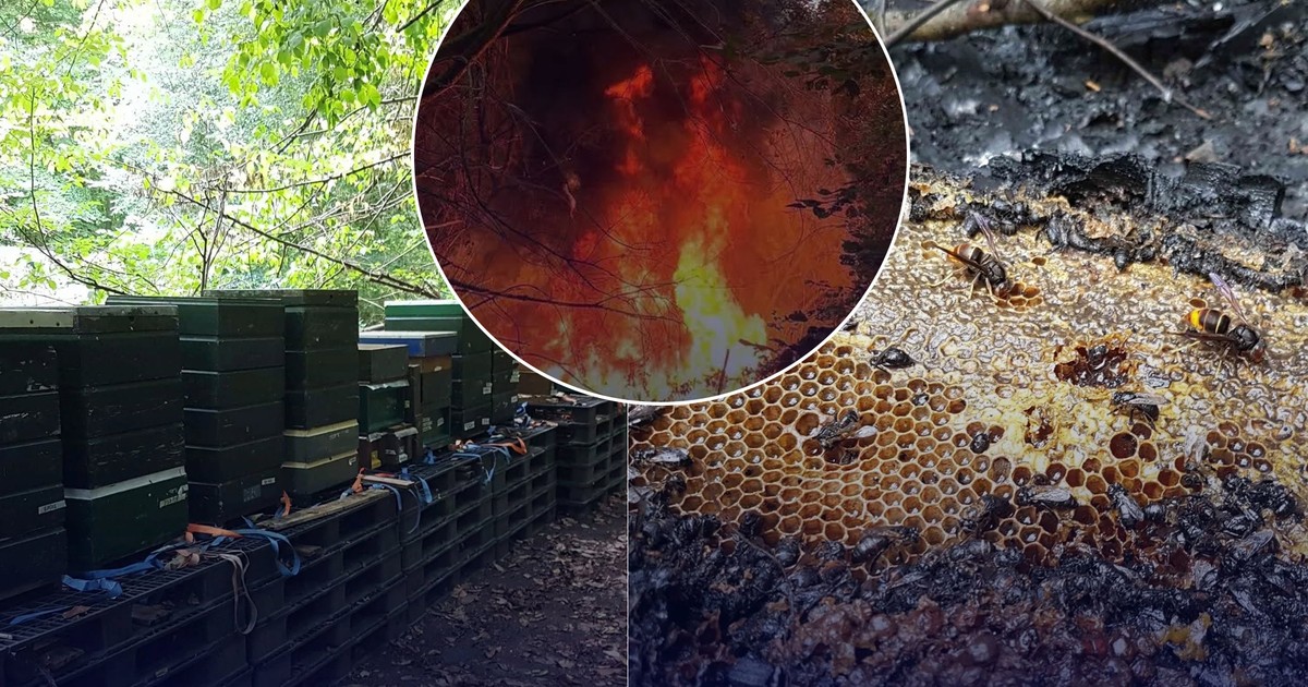 Dramat pszczelarza. Spłonęło pół miliona pszczół. Policja szuka sprawcy