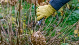 Czy hortensje przycina się na zimę? Obcinać przekwitłe kwiaty jesienią czy lepiej zostawić do wiosny