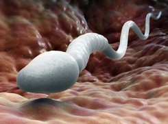 Jest nadzieja dla bezpłodnych par. Naukowcy zrobili plemniki ze... skóry