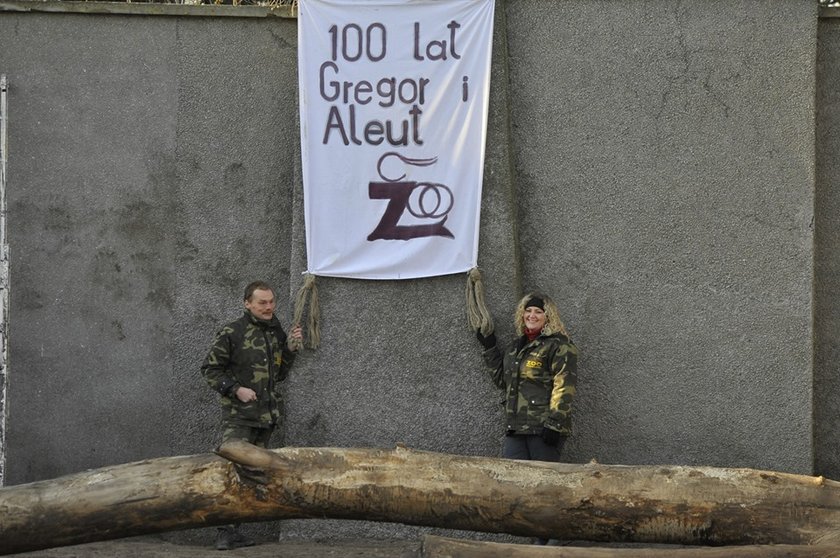 Niedźwiedzie polarne z warszawskiego zoo obchodziły 4 urodziny