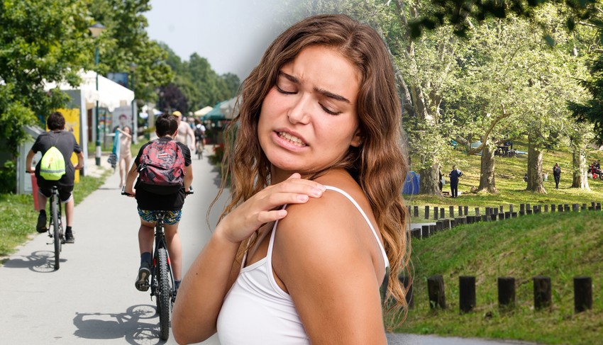 Istraživanja su pokazala da nepetalakton u mačjoj travi ne deluje samo na komarce - on je takođe efikasan repelent protiv krpelja, grinja, stenica, grinja i štalskih muva