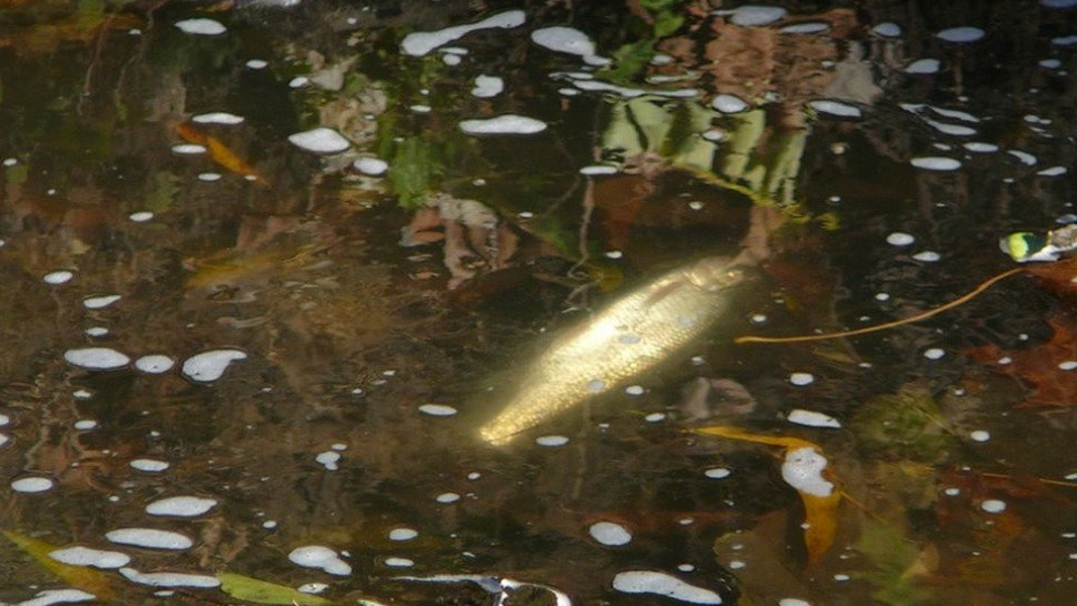 Nieznana substancja pojawiła się wczoraj w rzece Główna w pobliżu ulicy Bałtyckiej w Poznaniu. Z rzeki wyłowiono kilka śniętych ryb. Inspektorzy ochrony środowiska pobrali próbki wody do badań.