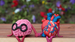 Jak pokazać dziecku ludzki mózg i serce? Najlepiej poprzez zabawę