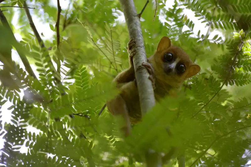 Lemur Maki Karłowaty