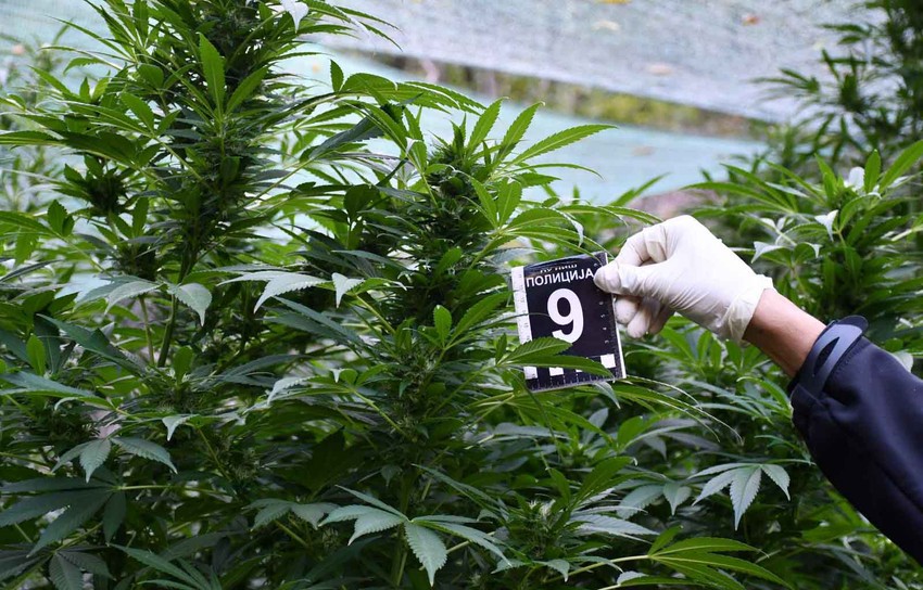 Zaplenjena marihuana u Nišu