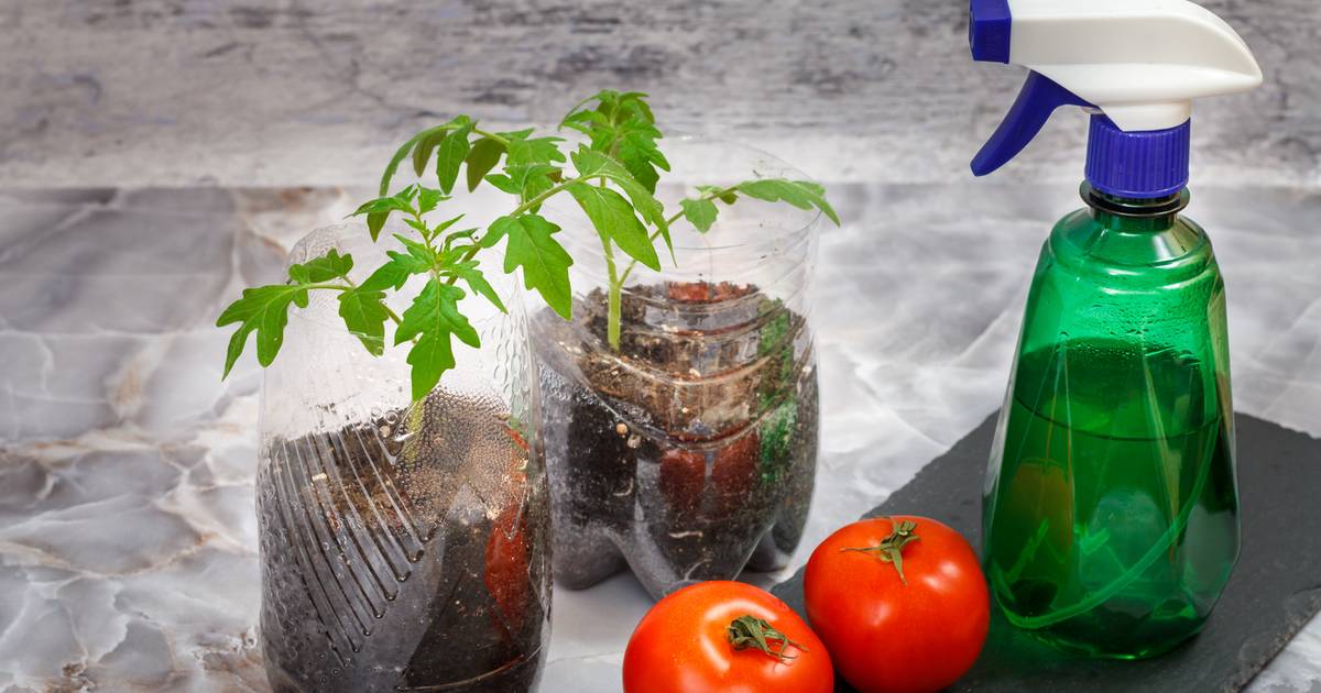 Pomidory z plastikowych butelek. Ten trend podbija balkony i tarasy