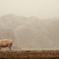 W Chinach wyhodowano świnię ważącą więcej od niedźwiedzia polarnego. Kraj walczy z niedoborem wieprzowiny