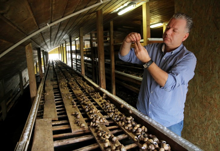 Pół miliona ślimaków-reproduktorów zapewnia 50 milionów potomstwa, które przez pół roku dorasta w zielonych, plenerowych zagrodach.
<br><br>fot. (tw/mr) PAP/Tomasz Waszczuk