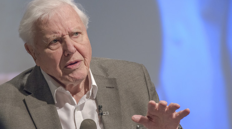 Filmje miatt támadják Sir David Attenborough-t / Fotó: GettyImages