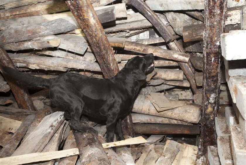 Tak pies służy człowiekowi....