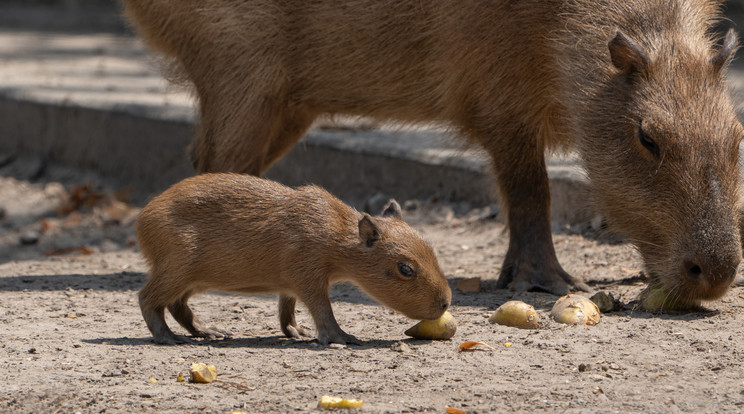 Fotó: Debreceni Állatkert