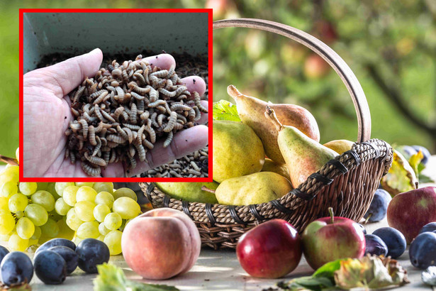 Czy zjedzenie owoców z robakami jest niebezpieczne? Wyjaśniamy