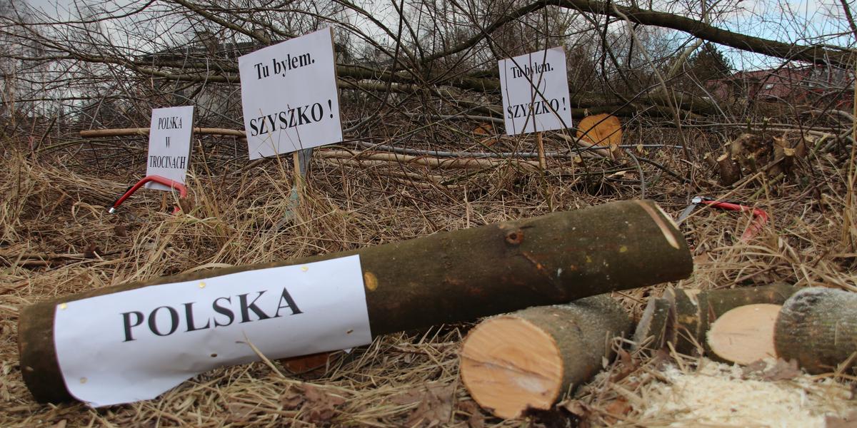 Łódź: pod topór poszło co najmniej trzy tysiące drzew - Wiadomości